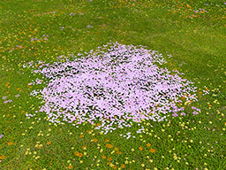 FFXIV::Items : Authentic Eastern Cherry Petal Pile
